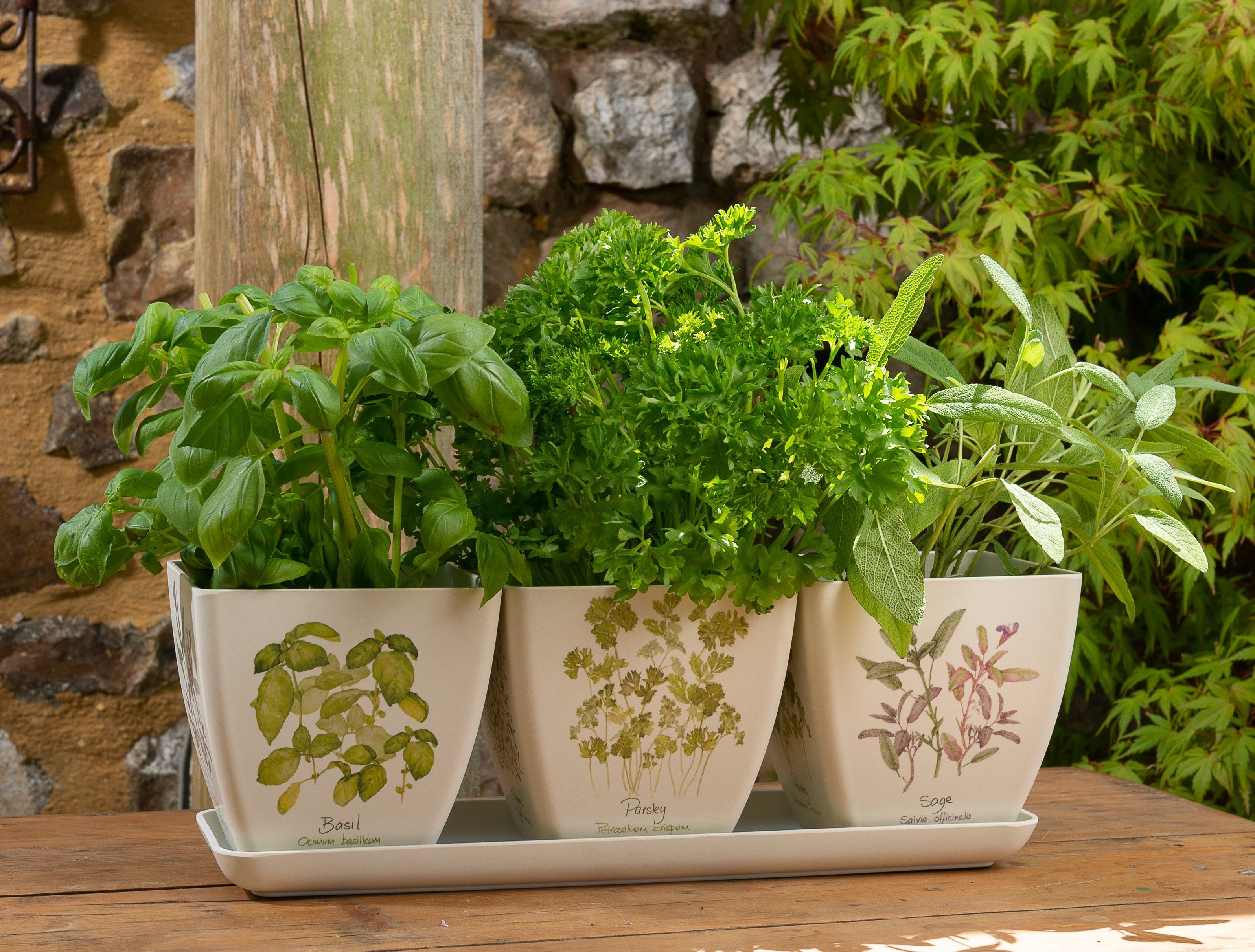 Eco Pots - Bamboo